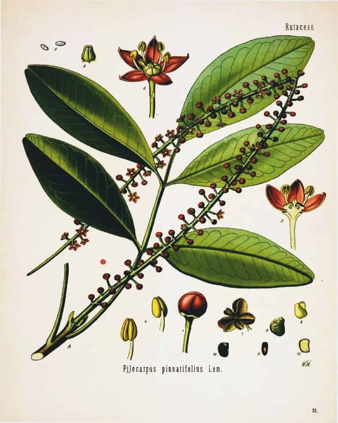 18 x 24 and 16 x 20 free botanical printables series 2
