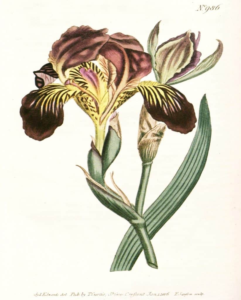 Free Printable Purple Botanical Art Simply Made by Rebecca