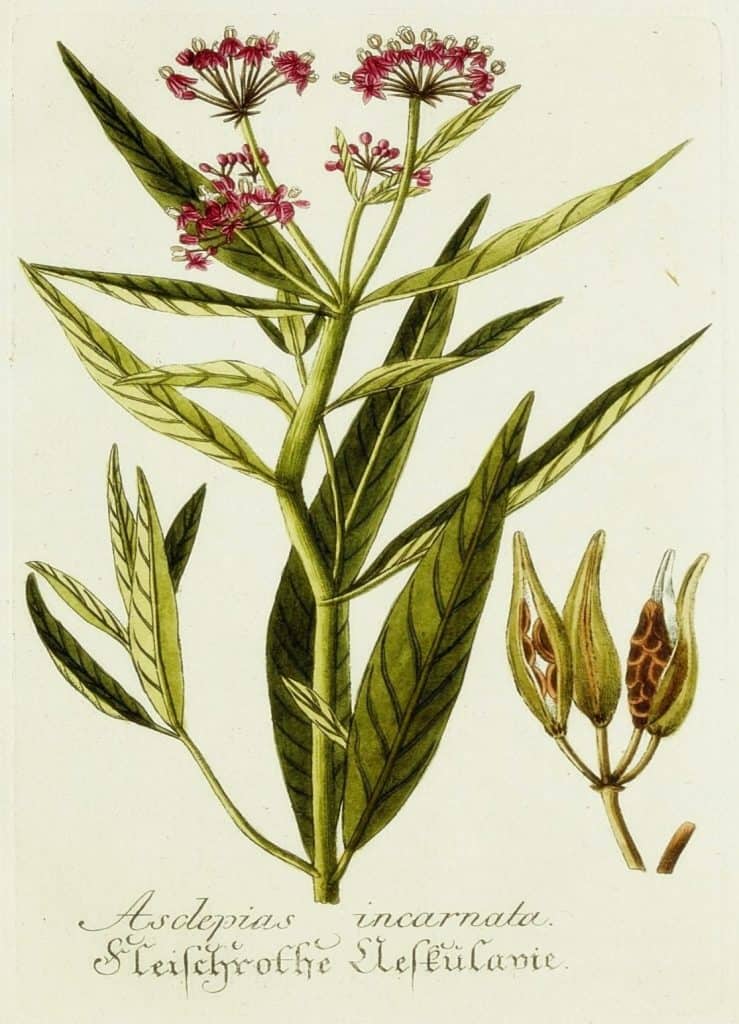 21 Free Lavender Botanical Printables - Simply Made by Rebecca